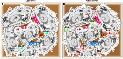 Distinct Hepatic Macrophage Populations in Lean and Obese Mice